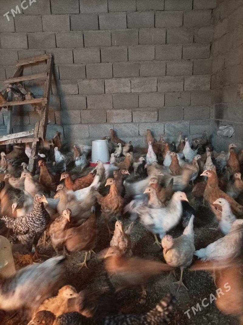 3,5ay bolan jujeler - Änew - img 1