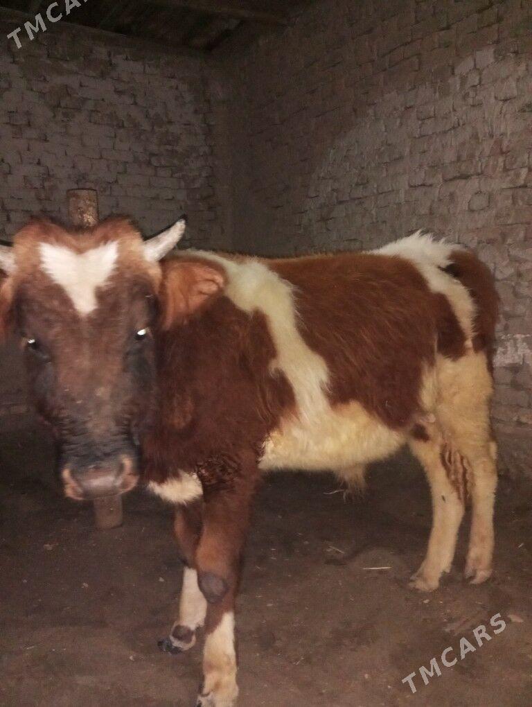 Paroda öküz - Şabat etr. - img 1