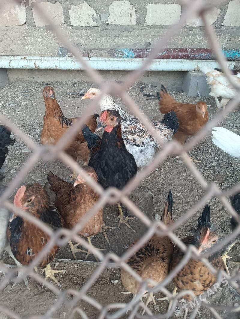 juje - Гумдаг - img 1