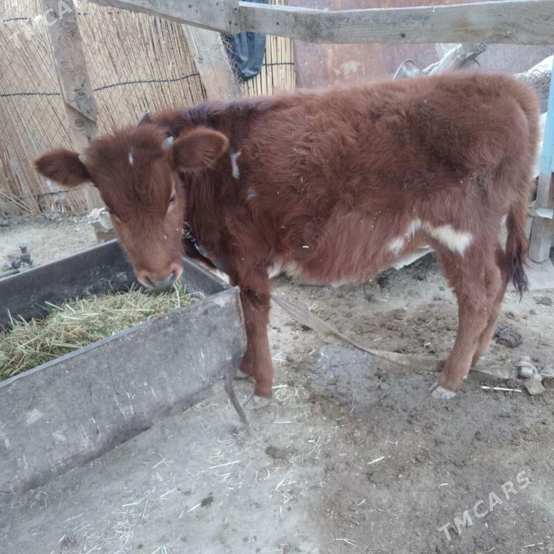 Öküz we gulajyn gole - Сакарчага - img 1