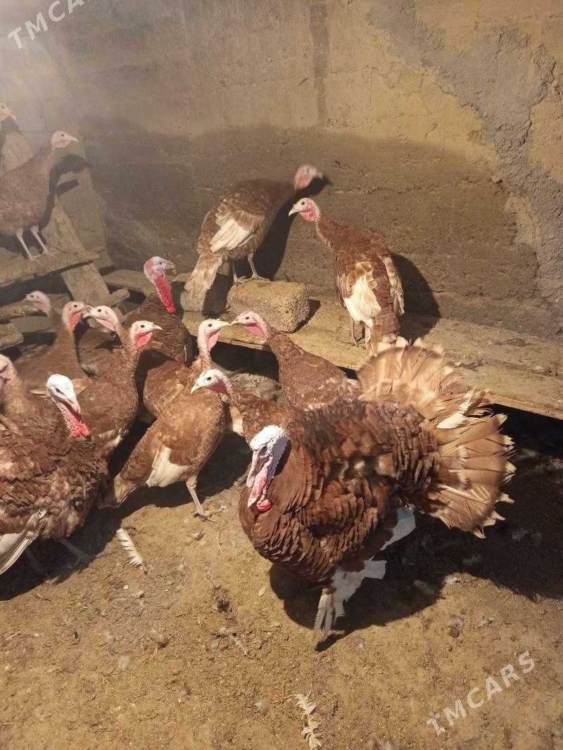 İnduk - Bäherden - img 1