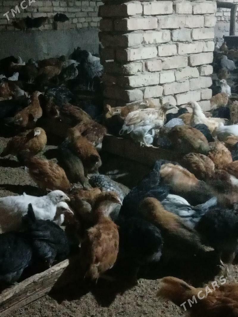 Guslar - Mary - img 1