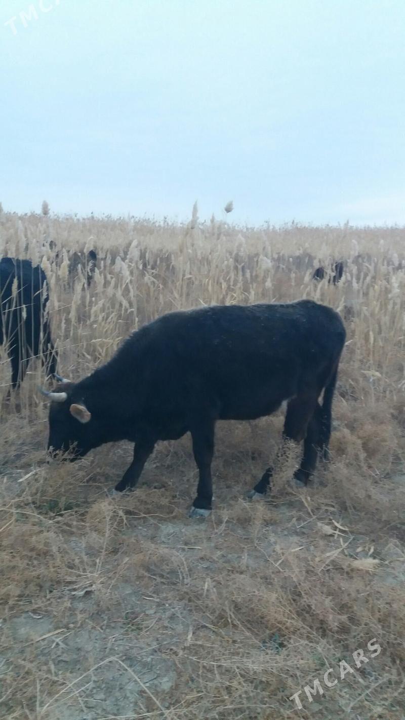 Sygyr - Гызыларбат - img 1