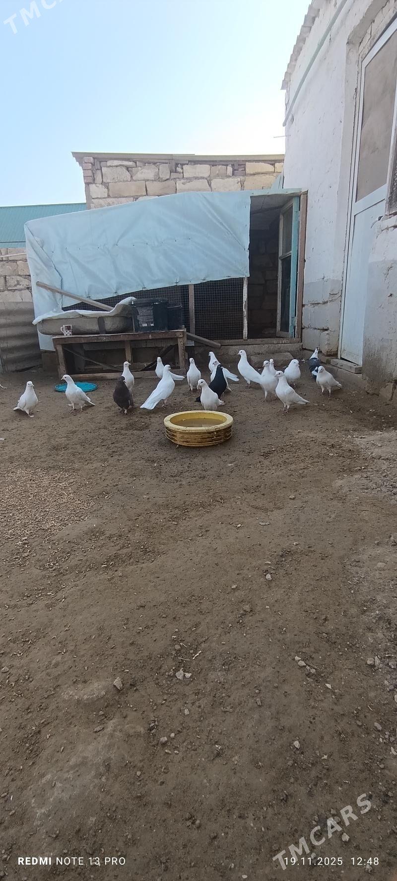 голуби kepter - Türkmenbaşy - img 1