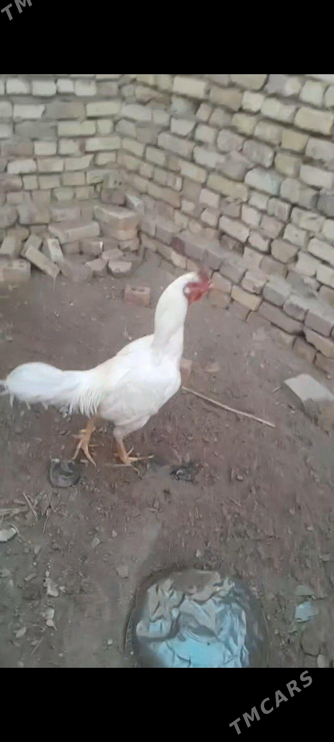 horaz - Мургап - img 1