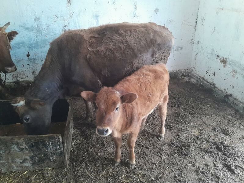 Sygyr goleli - Гёкдепе - img 1