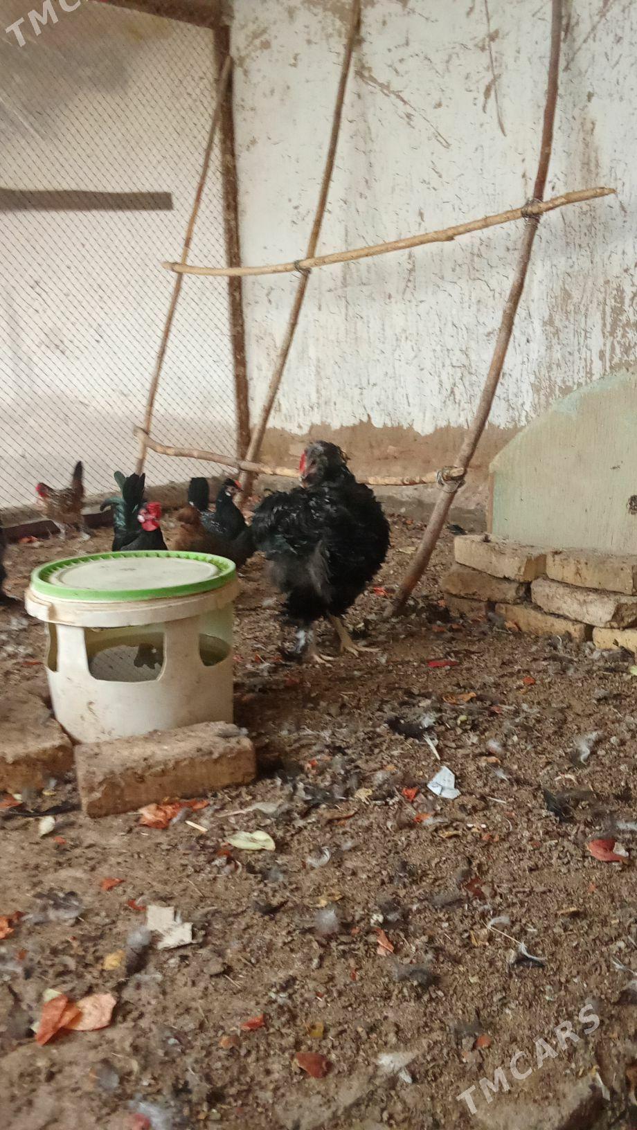 brama kirpi horazlar - Baýramaly - img 1