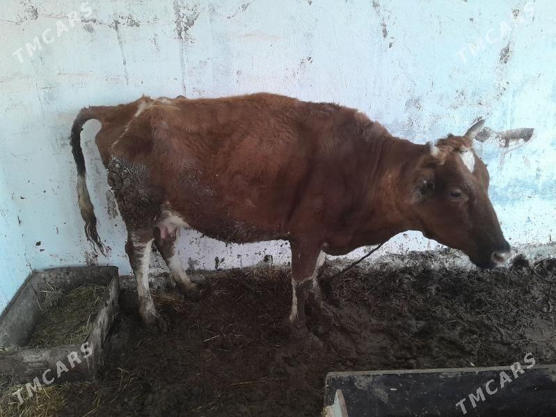 Sygyr - Гёкдепе - img 1