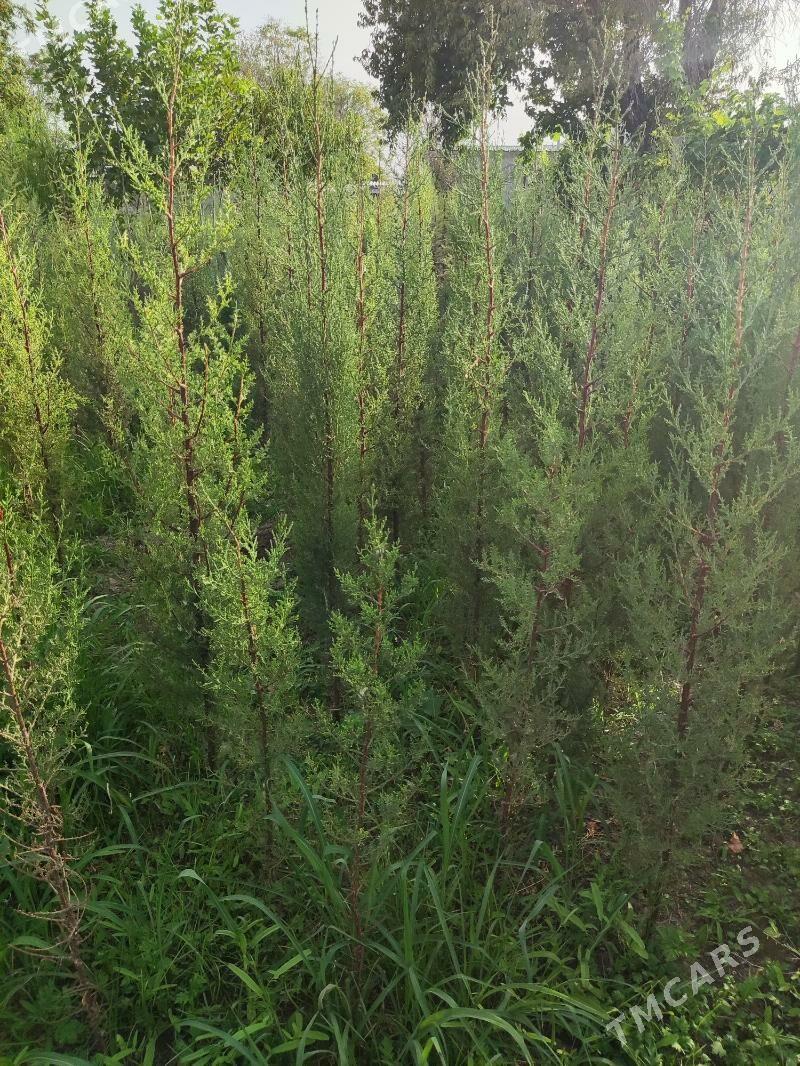 Yolka Ёлка Кипарис - Aşgabat - img 1