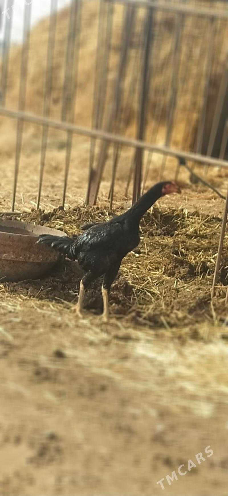 байсов - Çärjew - img 1