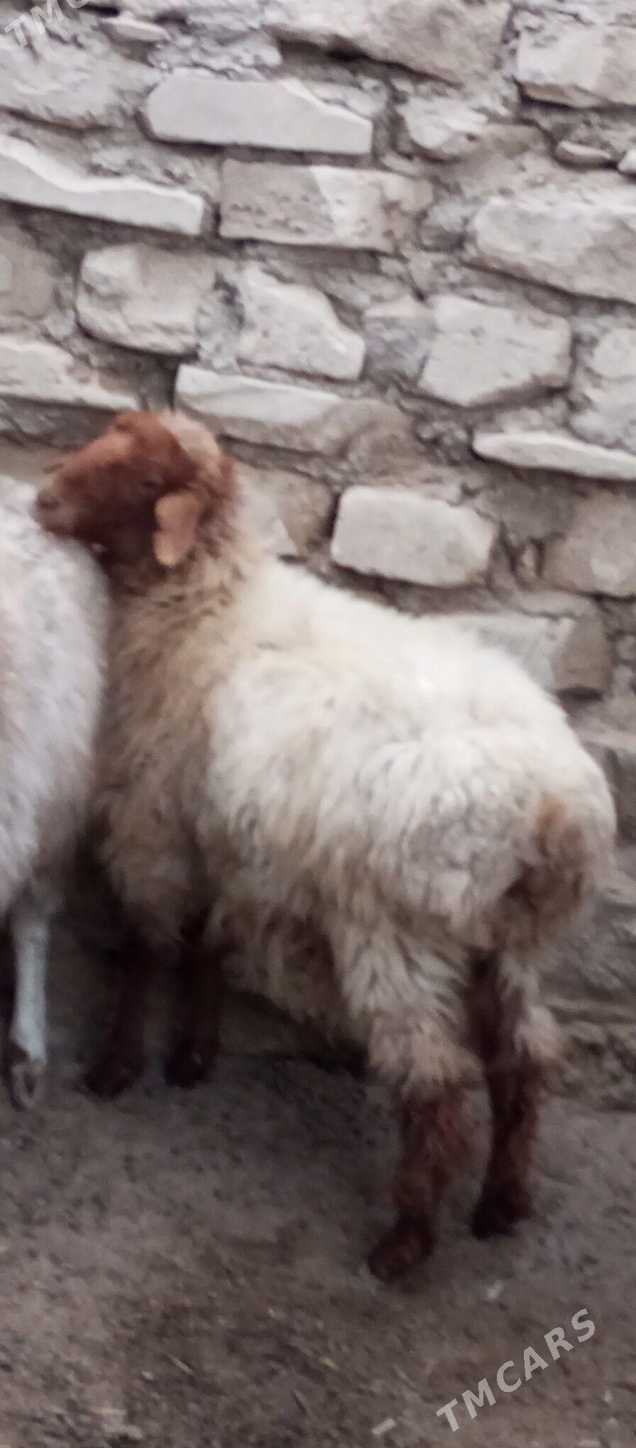 tokly - Balkanabat - img 1