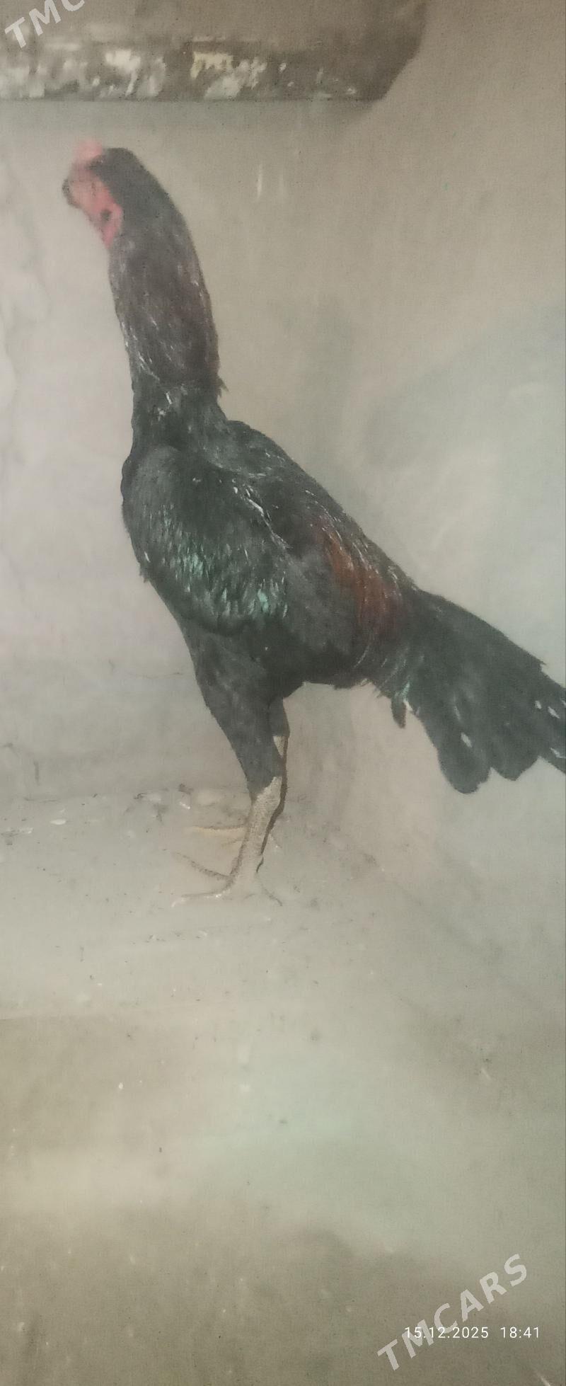 horaz - Daşoguz - img 1