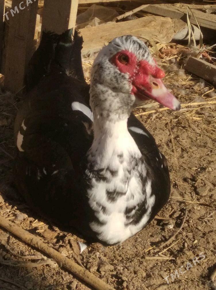 ордек - Farap - img 1