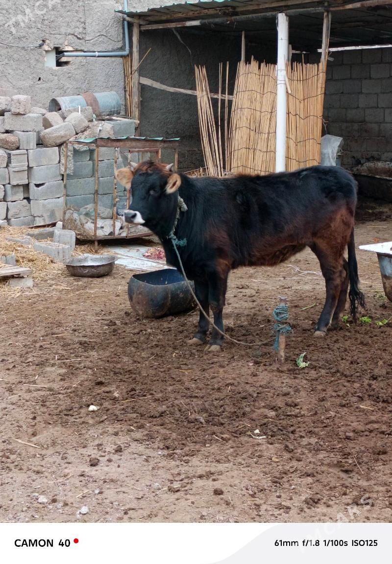 Tüwe - Ak bugdaý etraby - img 1