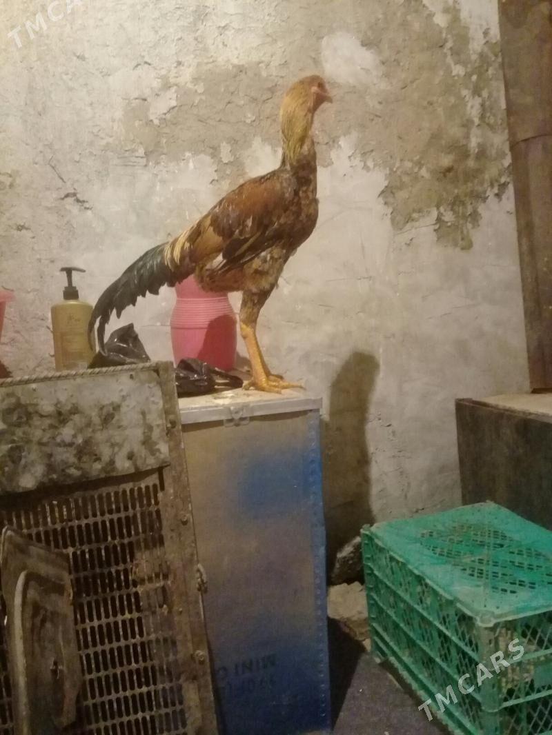 Baysy - Çärjew - img 1