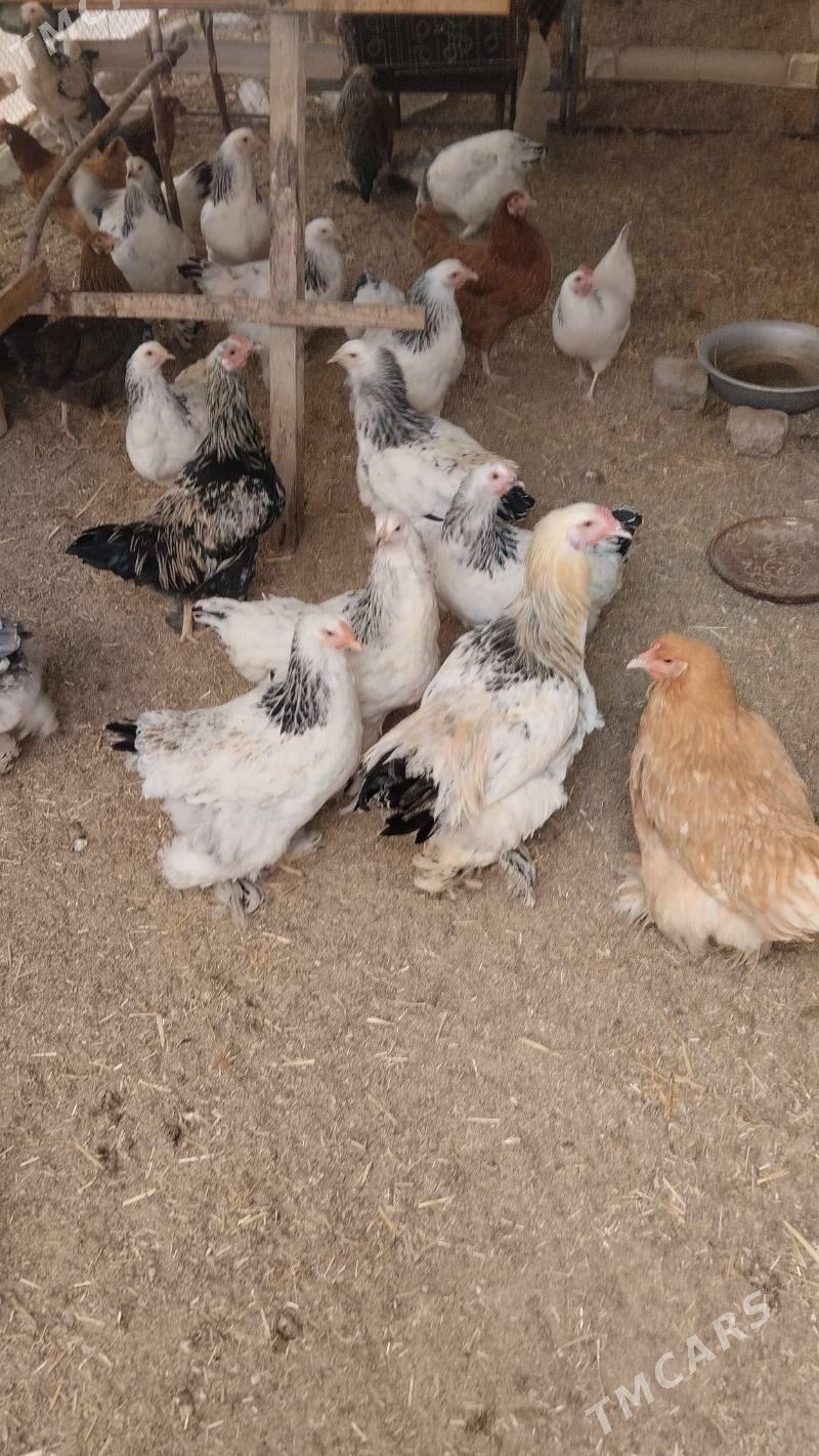 Brama horoz we towuk - Дашогуз - img 1