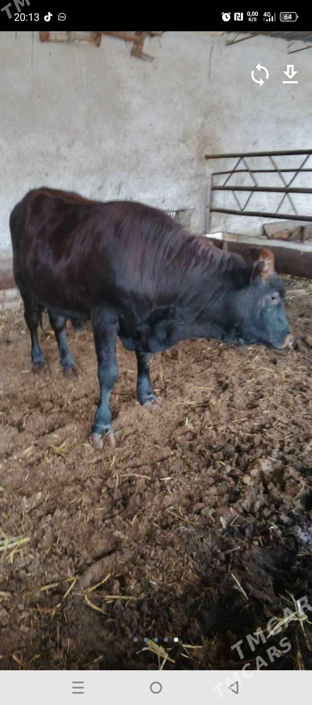 okuz - Туркменабат - img 1