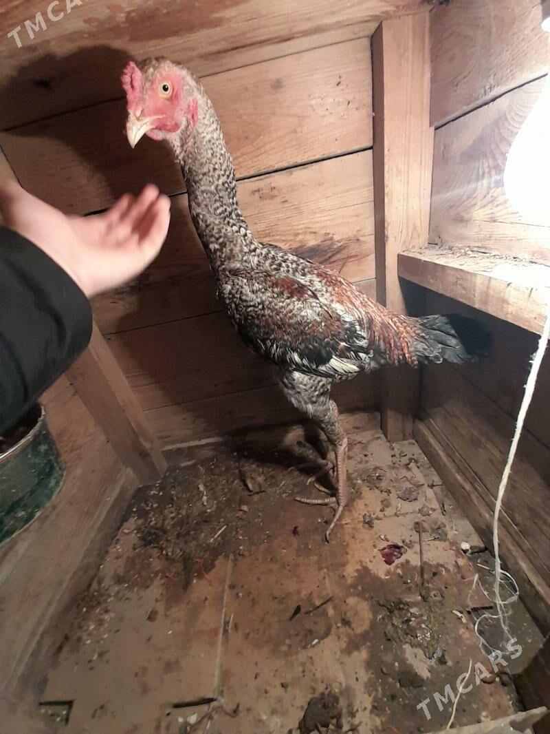 bayusly xoruz - Magdanly - img 1