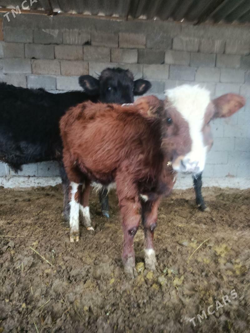 okuzçe gibrit - Büzmeýin - img 1