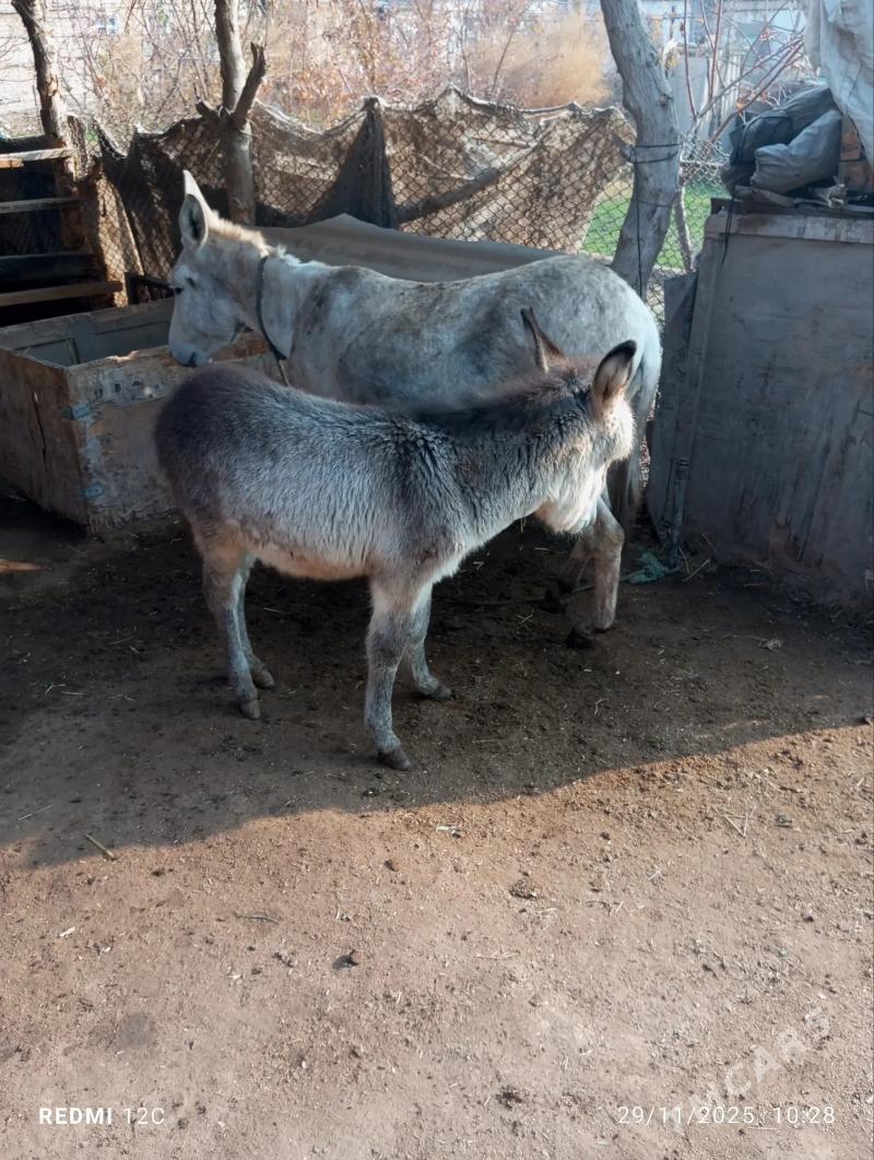 eşek - Фарап - img 1