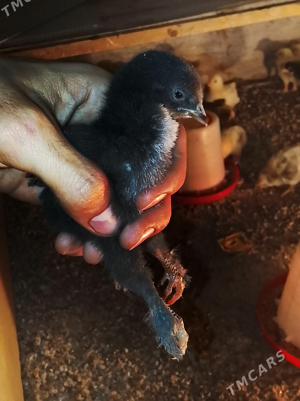 broma gigant juýjeler - Чарджоу - img 1