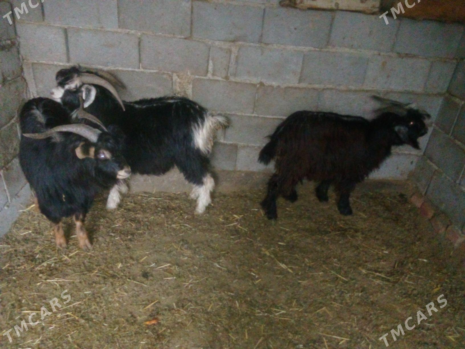 GEÇI - Bäherden - img 1