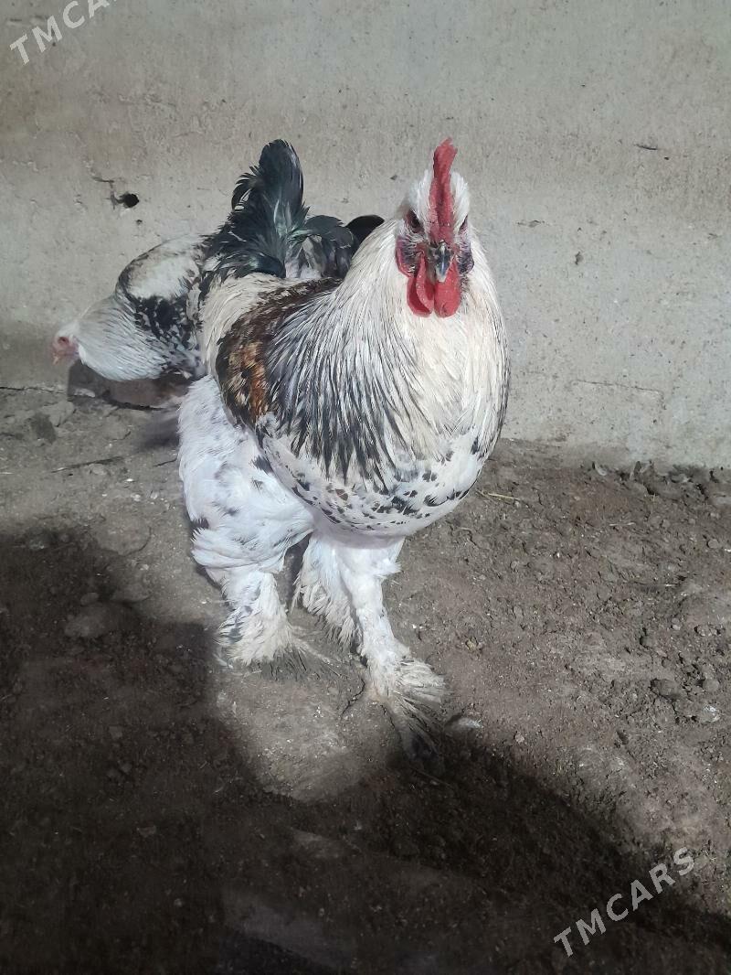 Towuk - Änew - img 1