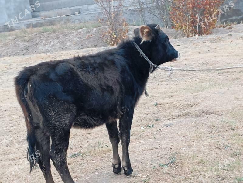 Gulajyn - Мургап - img 1