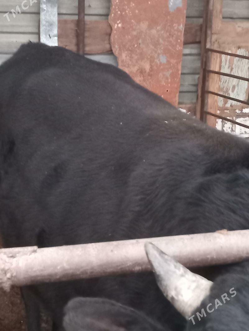 Окуз - Мары - img 1