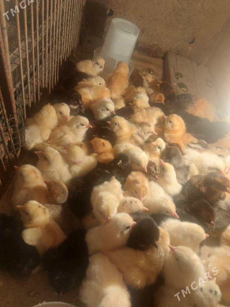 Tovuk juyje - Туркменабат - img 1