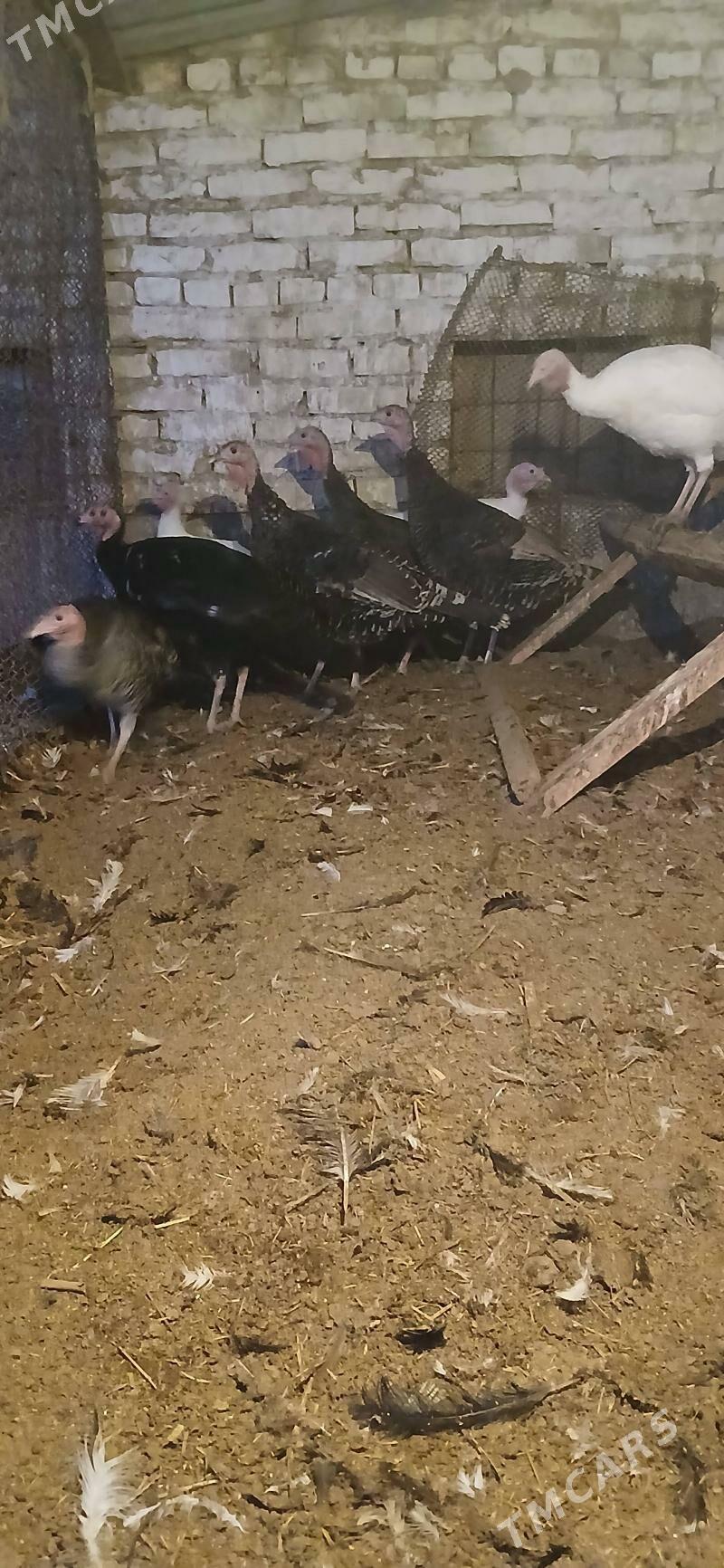 Induklar mäkiler - Sakar - img 1