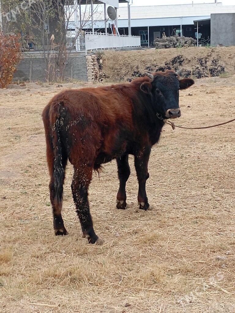 Öküz - Мургап - img 1