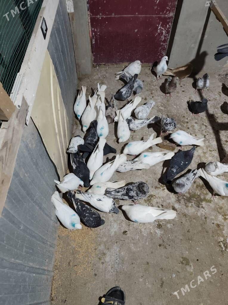 kepderi - Фарап - img 1