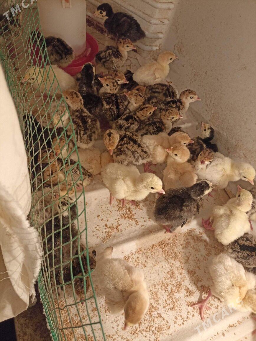 induk jüje - Фарап - img 1