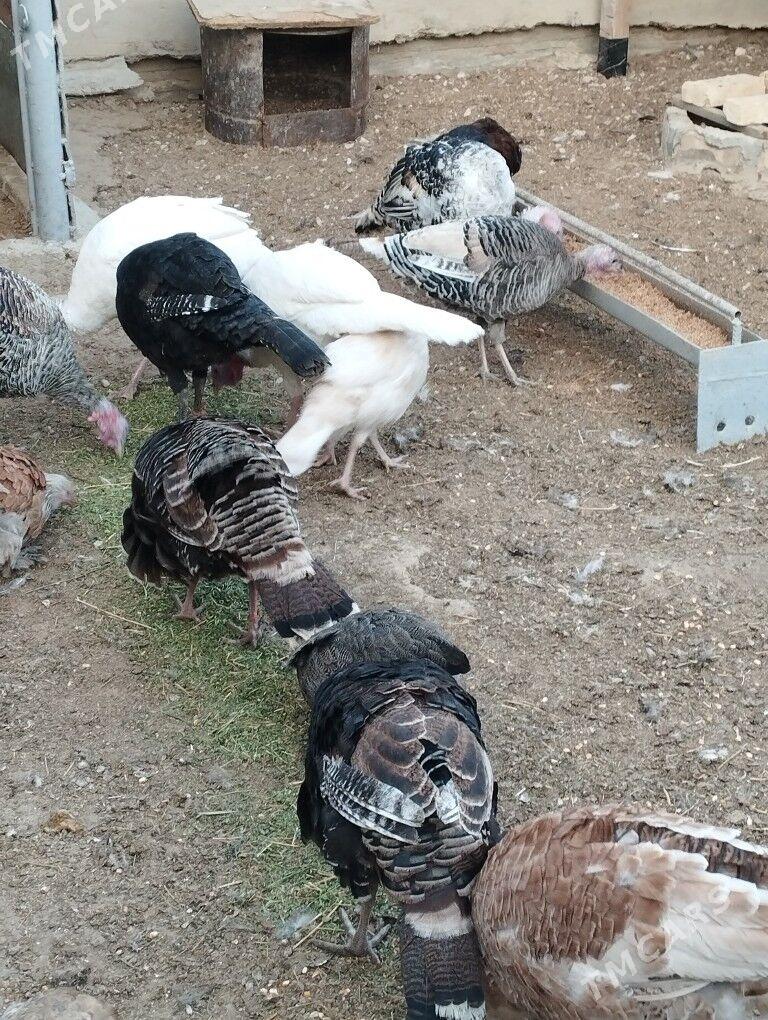 индук - Балканабат - img 1