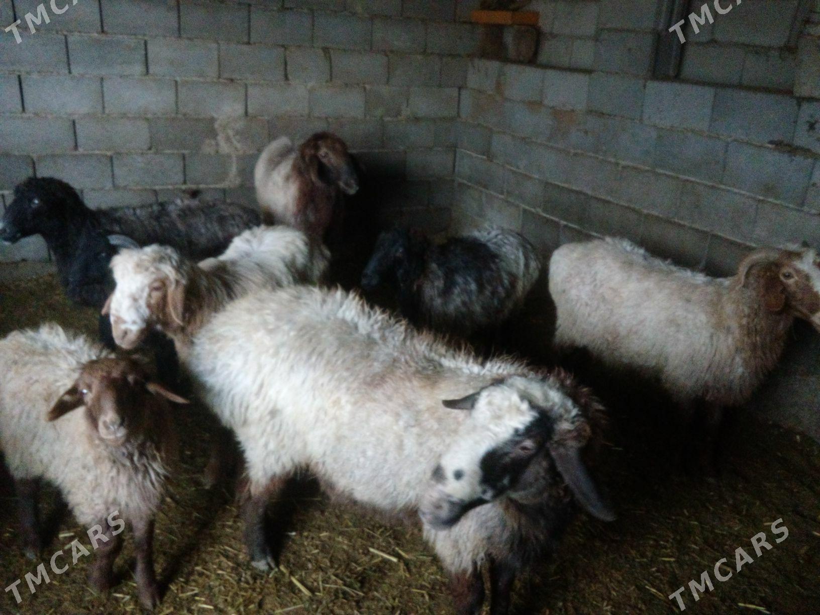 GOŶUN - Bäherden - img 1