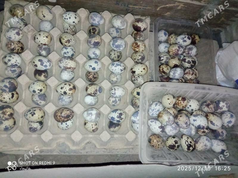 bedene yumurtga - Bereket - img 1