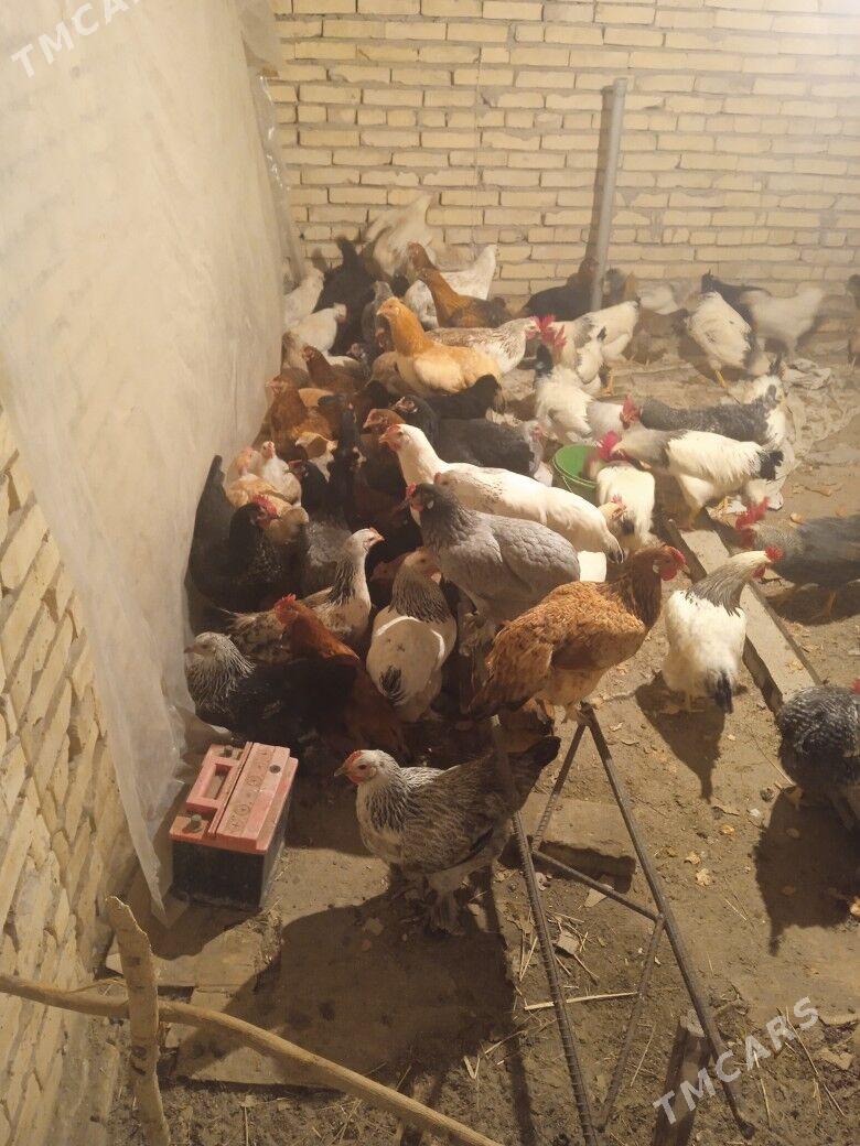 Towuk horaz - Kerki - img 1