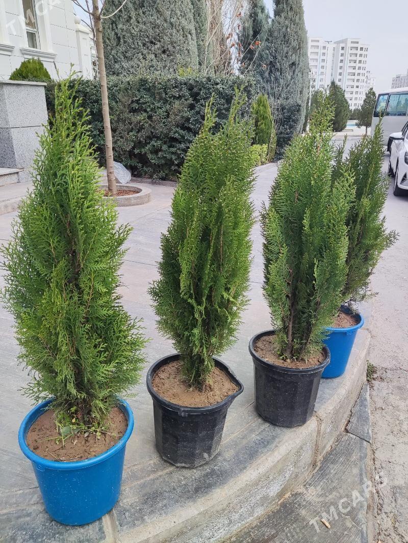 Tuya Yolka Kompakt Туя - Aşgabat - img 1