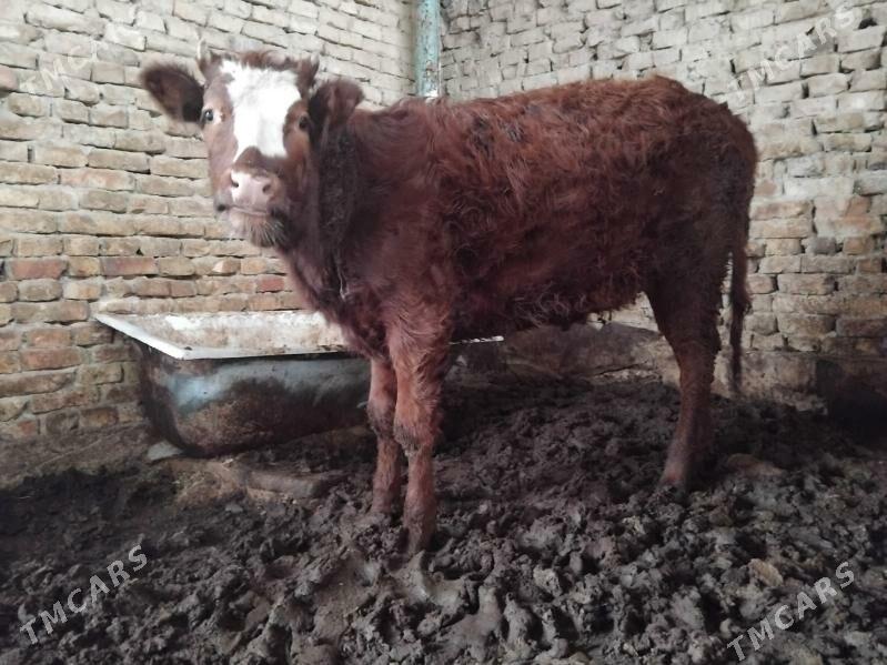 Tüwe - Гарадамак Шор - img 1