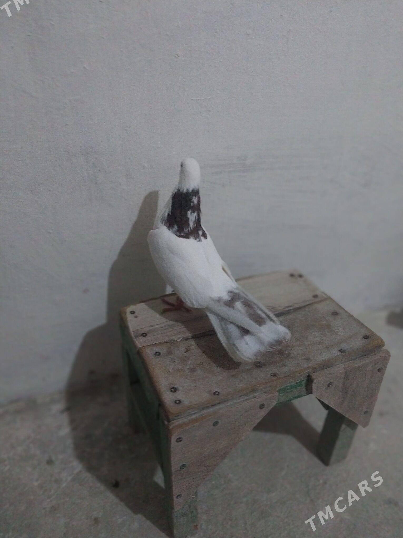 kepderi - Гызыларбат - img 1