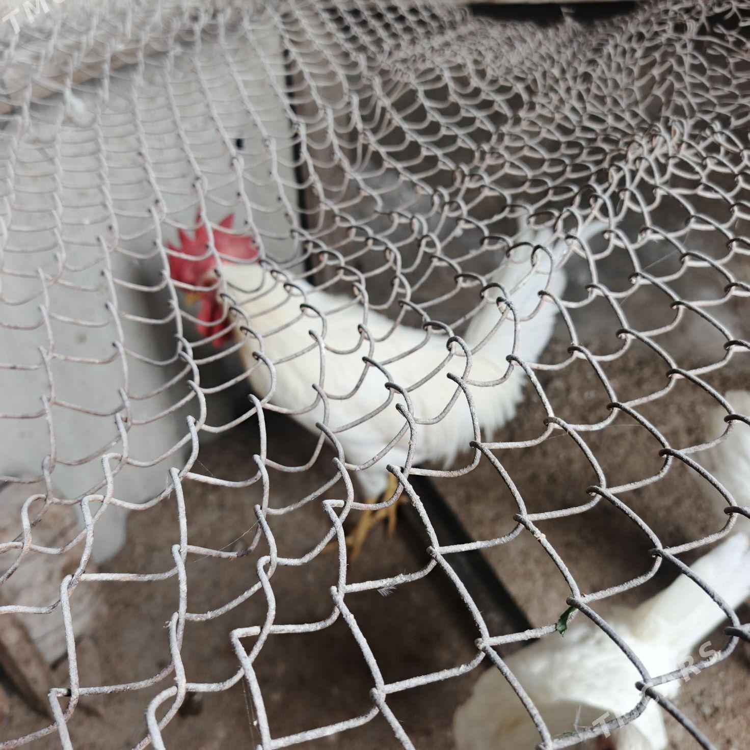 Horaz - Gökdepe - img 1