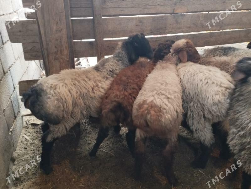 Işşek - Änew - img 1