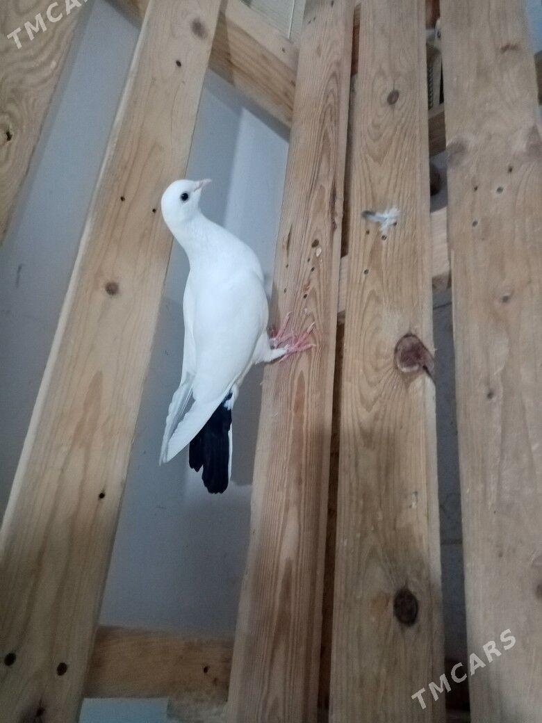 Kepderi - Джебел - img 1