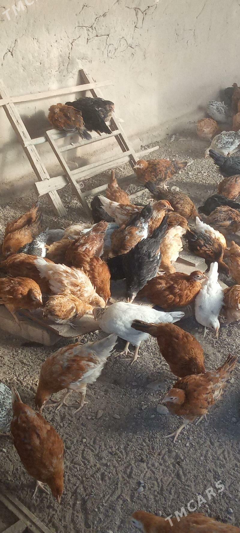 towuk jüýjeler - Мары - img 1