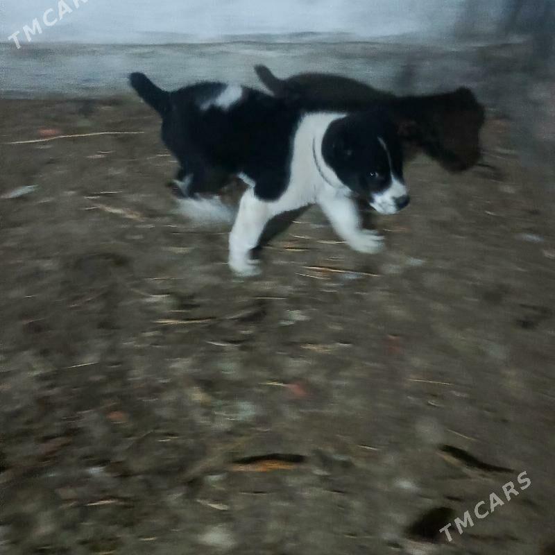 boynak - Gökdepe - img 1