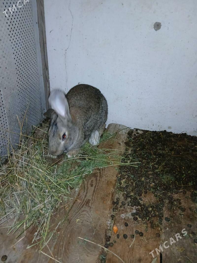 Бабочка фландыр породалар - Çärjew - img 1