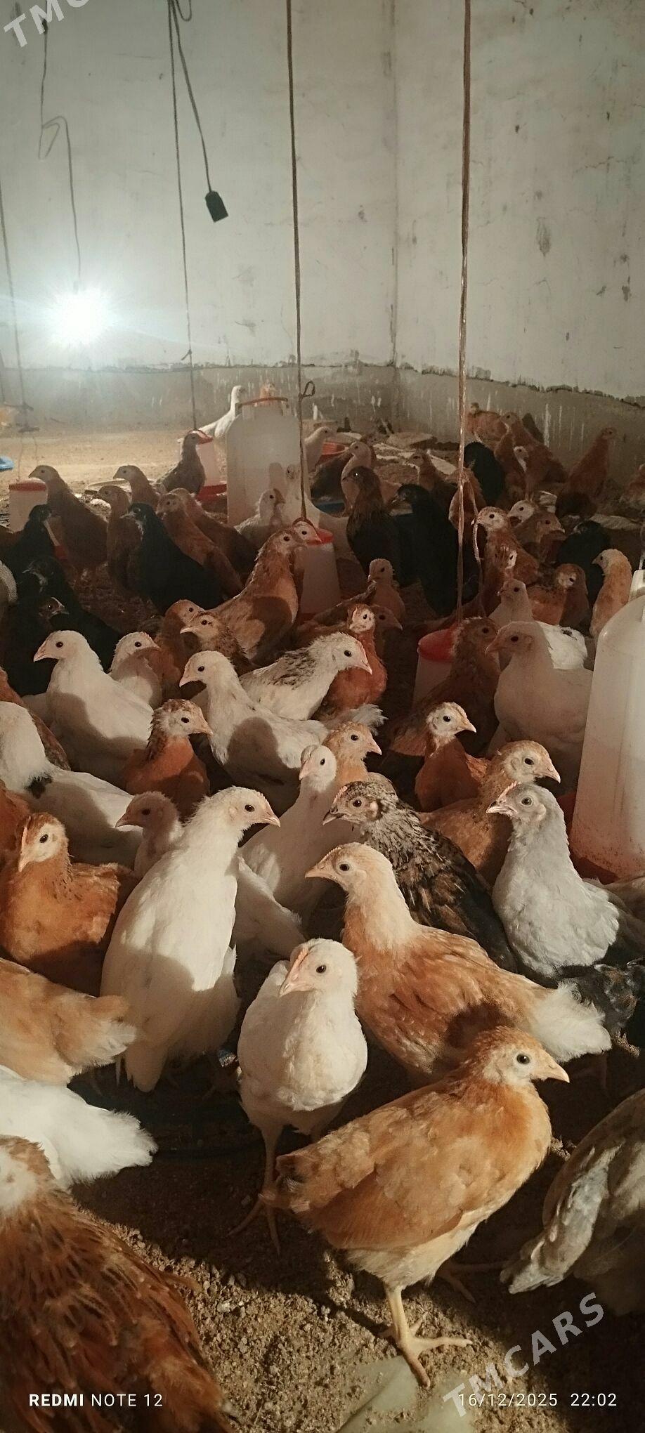 jüyje 3 aylyk - Mary - img 1