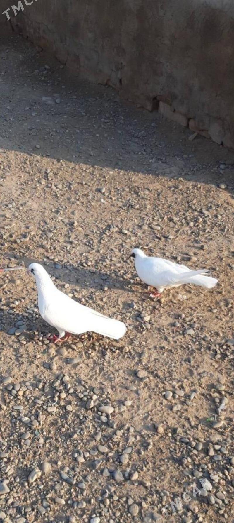 kepderi - Серахс - img 1