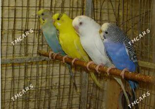 Sowgatlyk popugay guslar - Aşgabat - img 1